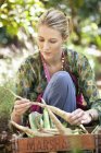 Frau hält frisch gepflückte Radieschen im Garten — Stockfoto