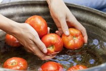Крупный план женских рук, моющих свежие красные помидоры в металлическом ведре — стоковое фото