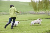 Жінка грає з собаками в зеленому полі — стокове фото