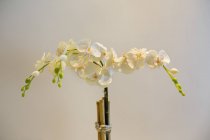 Flores brancas contra a parede, foco seletivo — Fotografia de Stock