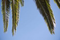 Пальмовые листья против голубого неба — стоковое фото