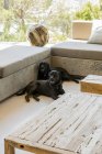 Dois Labrador negros recuperadores descansando na sala de estar — Fotografia de Stock