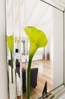 Gros plan de Cala lily dans le salon — Photo de stock