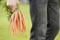 Мужчина держит кучу моркови в саду — стоковое фото