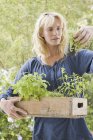 Блондинка, що носить ящик з рослинами, дивлячись на горщик в саду — стокове фото