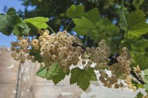 Groseilles blanches / Ribes bianco — Foto stock