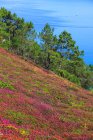 Vista panoramica del Capo Capra in Francia, Bretagna, penisola di Crozon — Foto stock