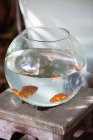 Close-up of goldfishes in fishbowl, selective focus — Stock Photo