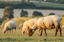 Ovelhas no prado, Normandia, Mancha, Les Salines — Fotografia de Stock