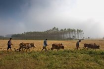Индия, Ориентир, округ Корапут, вспашка, запряженные животные — стоковое фото