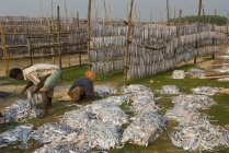 India, Bengala Occidental, Digha, Secado de pescado - foto de stock