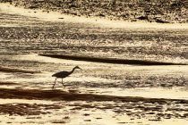 Франция, Нормандия. Залив Редневиль-сюр-Мер и Агон-Кутенвиль на закате. Период высоких приливов. Маленькая цапля (Egretta garzetta) ищет пищу во время отлива. — стоковое фото