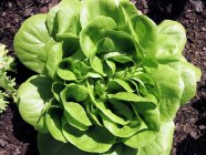 Nahaufnahme von Salat, der auf einem oberirdischen Tablett angebaut wird. — Stockfoto