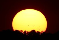 Francia, Normandía. Puesta de sol sobre Agon-Coutainville. Gaviotas volando ante el sol. - foto de stock