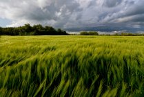 Francia, Normandía, campo de cebada ondulado bajo una tormenta de viento, nubes oscuras y cielo azul - foto de stock