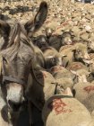 Transhumanz von Eseln und Schafen im Südosten Frankreichs, st remy de provence — Stockfoto