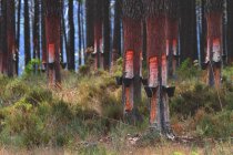 Portugal, Collecting pine resin. — Stock Photo