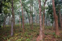 India, Orissa, distrito de Koraput, árbol de Diospyros melanoxylon (utilizado para la fabricación de los cigarrillos Beedi) - foto de stock
