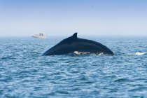 Blue ocean whale tail, Canada — Stock Photo