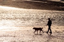 França, Normandia. Bay of Regneville-sur-Mer e Agon-Coutainville ao pôr do sol. Período de marés altas. Homem passeando seu cão. — Fotografia de Stock