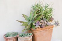 Primo piano delle piante in vaso, attenzione selettiva — Foto stock