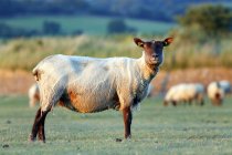 Schafe auf der Weide, Normandie, einige, les salines — Stockfoto