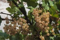 Groseilles blanches / Ribes bianco — Foto stock