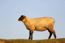 Sheep against sky, Normandy — Stock Photo