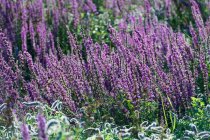 France. Hautes Alpes. Field of flowers in the Champsaur (fragrant orchid) — Stock Photo