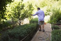 Mann streift Baum im Garten — Stockfoto