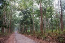 India, Orissa, distretto di Koraput, Diospyros melanoxylon tree (utilizzato per la fabbricazione delle sigarette Beedi) — Foto stock