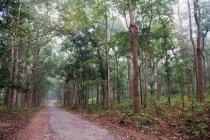 India, Orissa, distrito de Koraput, árbol de Diospyros melanoxylon (utilizado para la fabricación de los cigarrillos Beedi) - foto de stock