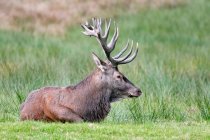 France, Burgundy, Yonne. Area of Saint Fargeau and Boutissaint. Slab season. Stag in a meadow, at rest after belling. — Stock Photo