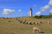 Франція, північне узбережжя, випас овець на поле в денний час — стокове фото