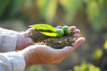 Close-up of male hands holding seedling in garden on blurred background — Stock Photo