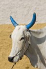 Vaca con cuernos azules contra la pared, Chhattisgarh, India - foto de stock