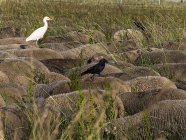 Pecore con uccelli sulla schiena, Francia, Francia sud-orientale — Foto stock