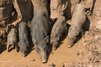 Wild boars family in dirt, selective focus — Stock Photo