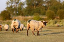Moutons sur prairie, Normandie, Manche, Les Salines — Photo de stock