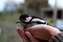 Uccello in mani maschili, messa a fuoco selettiva — Foto stock