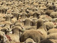 Sheep transhumance at South-Eastern France, St Remy de Provence — Stock Photo