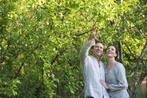 Mature couple picking fruits in sunny garden — Stock Photo