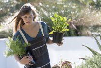 Young woman in apron carrying potted plants outdoors — Stock Photo