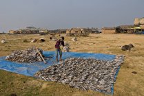 Índia, Bengala Ocidental, Digha, Peixes secos — Fotografia de Stock