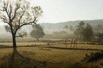 India, Chhattisgarh, cerca de Bhoramdeo, paisaje - foto de stock