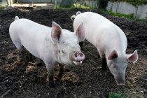 Frankreich, Paris. Vincennes. Bois de Vincennes. La Ferme de Paris. Biolandbau und landwirtschaftlicher Lehrbauernhof. Bio-Schweine im Schweinestall. — Stockfoto