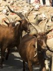 Transhumance von Schafen und Ziegen im Südosten Frankreichs, st remy de provence — Stockfoto