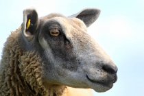 Франція, Північне узбережжя, вівці — стокове фото