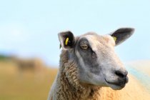 Frankreich, Nordküste, Schafe — Stockfoto