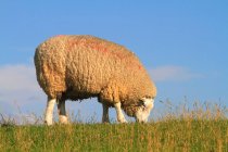 Pastoreo de ovejas en el campo - foto de stock
